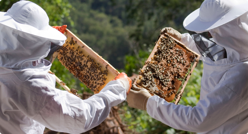 Top-quality bulk raw honey supplier in India, offering pure and natural honey.